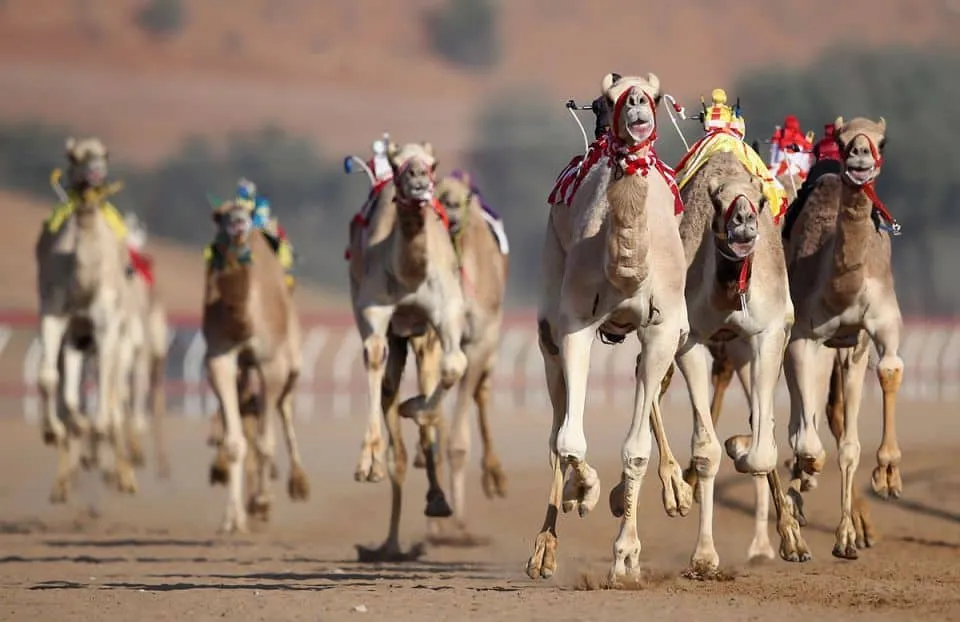 Camel Racing in Ras Al Khaimah
