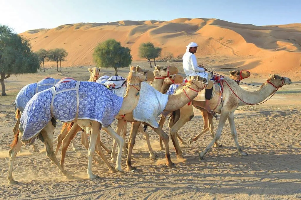 Camel Racing in Ras Al Khaimah