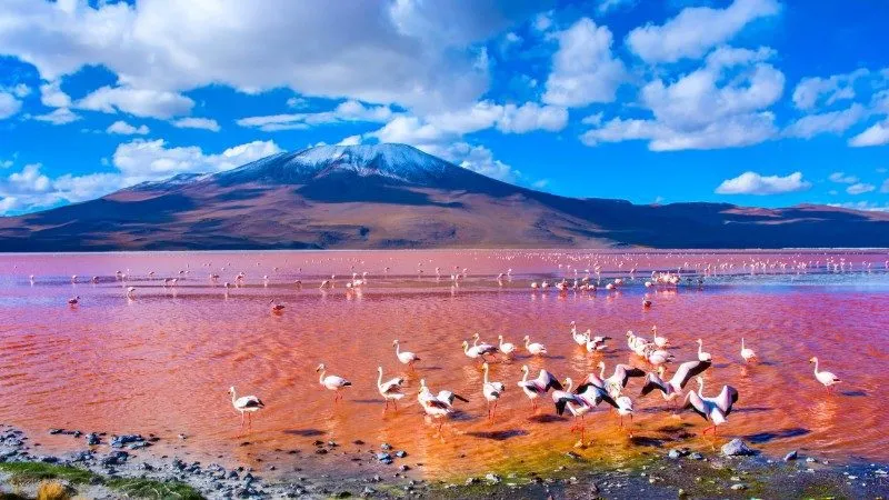 Laguna Colorada, Bolivia Pink Lake