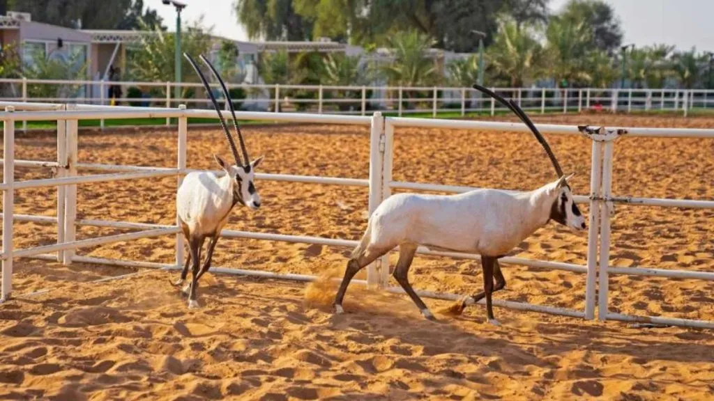 Experience Nirvana Retreat Ras Al Khaimah: Your Path for Wellness and Harmony
