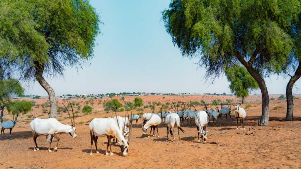 Discover the Photographic Wonders of Ras Al Khaimah