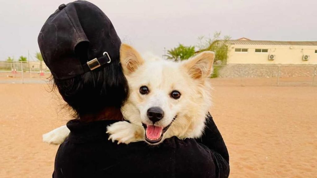 Walk n Wag Ras Al Khaimah A Haven for Dogs