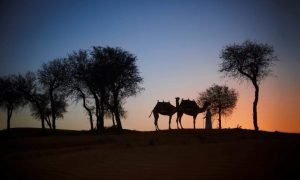 Camel Caravan with Sunset Drinks in Ras Al Khaimah