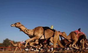Camel Racing in Ras Al Khaimah