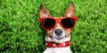 UAE's first outdoor Dog Park opens in Ras Al Khaimah