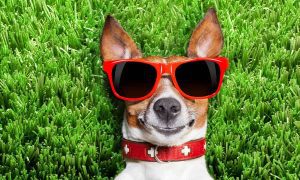 UAE's first outdoor Dog Park opens in Ras Al Khaimah