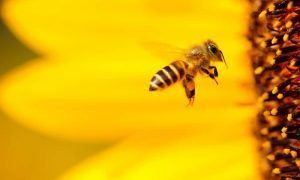 Honey Bees in RAK