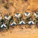 Luxurious Staycation package offer at The Ritz-Carlton Ras Al Khaimah, Al Wadi Desert