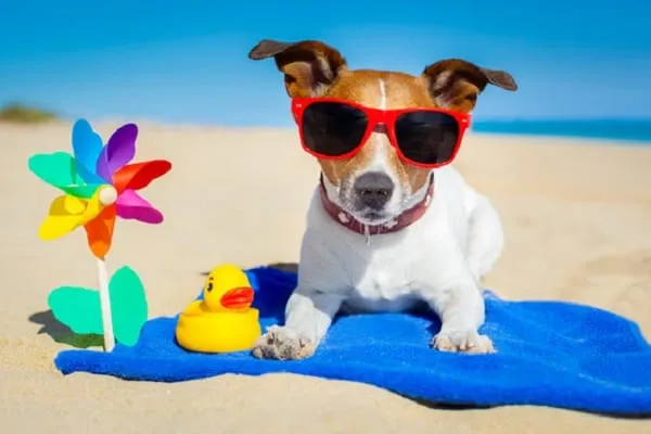 Pet-friendly vacations in Ras Al Khaimah: Best Adventures for You and Your Four-Legged Best Friend