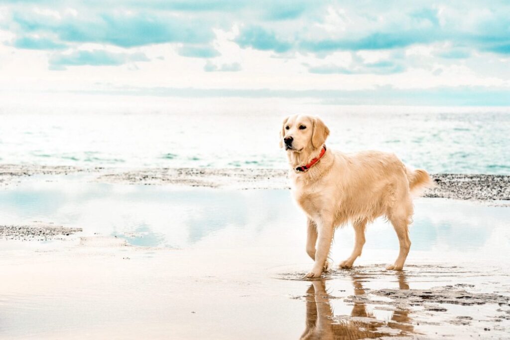 BM Beach Resort – A Dog Friendly Haven