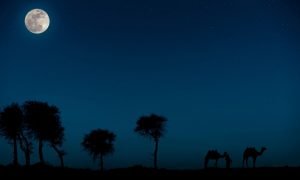 The Ritz-Carlton to offer moonlight camel rides in Ras Al Khaimah