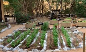 The Ritz-Carlton Ras Al Khaimah, Al Wadi Desert launches Chef’s Garden