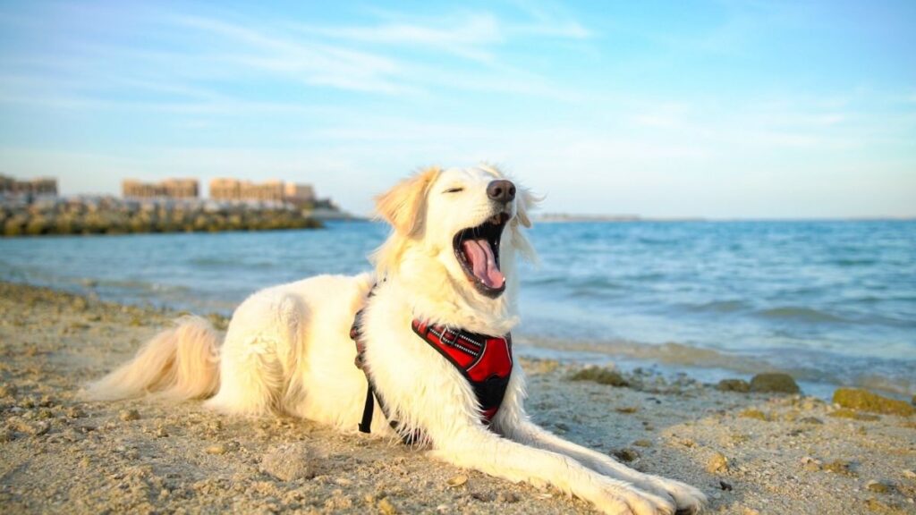 Ras Al Khaimah is welcoming four-legged pawsome guests and their hoomans