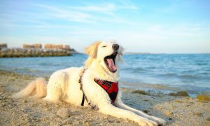 Ras Al Khaimah is welcoming four-legged pawsome guests and their hoomans