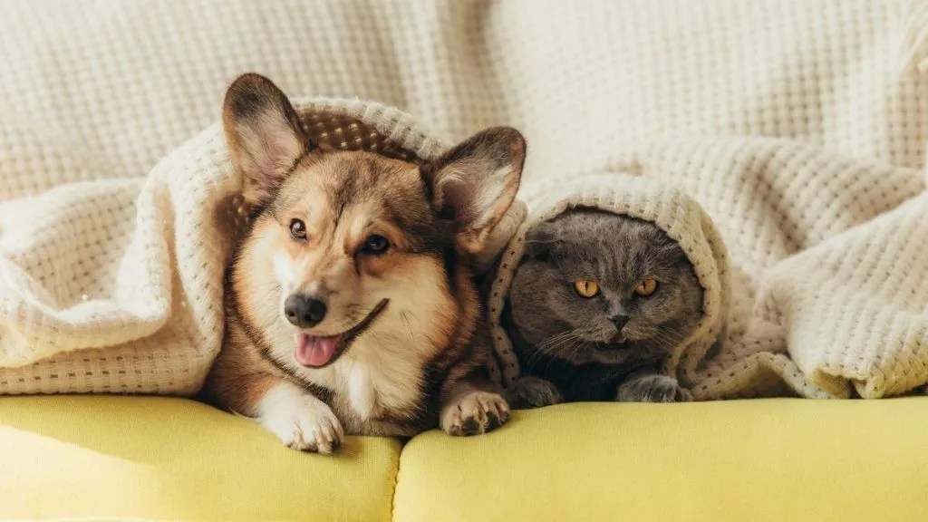 How to Adopt a Pet in the UAE and Other Relevant Rules?