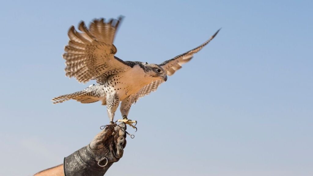 Top 6 Venturous Things to do in Abu Dhabi