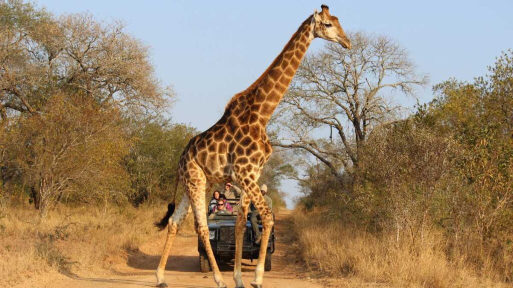 Sharjah Safari Park: Tickets, Timing, Location & More