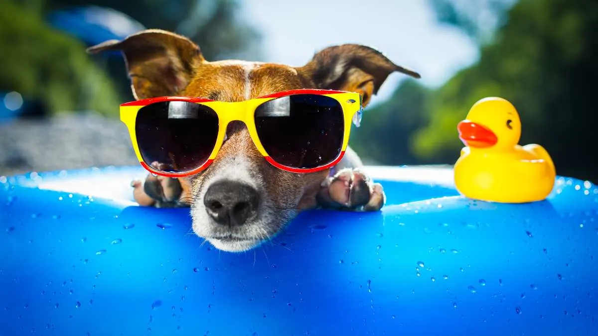 This Beach Resort in Ras Al Khaimah is Redefining Pet-Friendly Hospitality