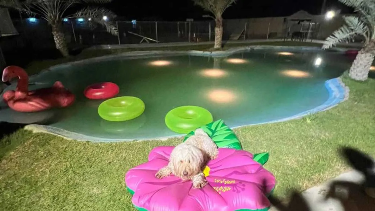 Walk n Wag Ras Al Khaimah A Haven for Dogs