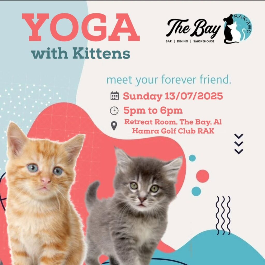 YOGA with Kittens