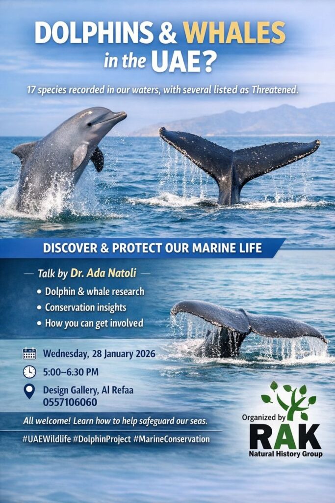 Dolphins & Whales of the UAE